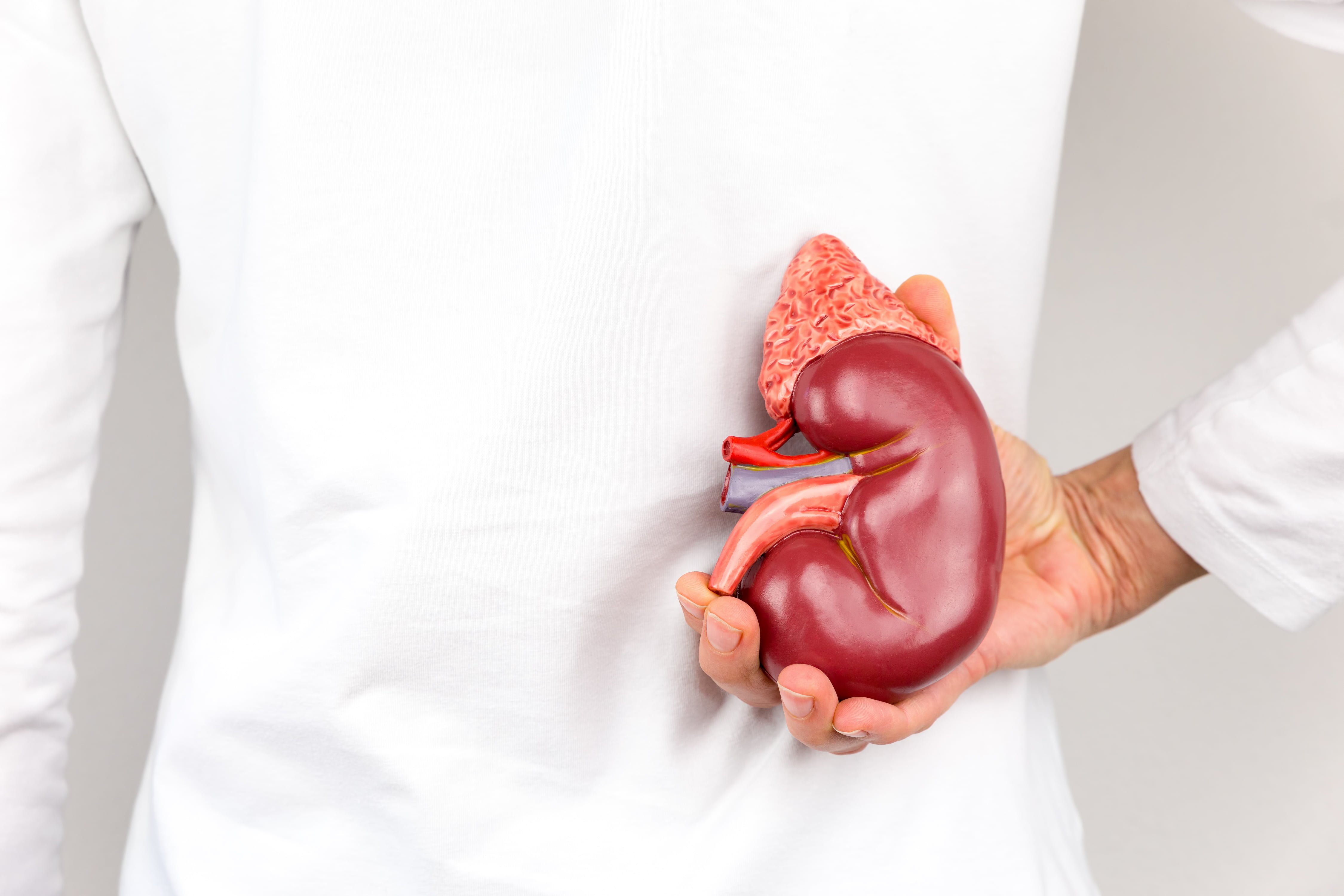 Is Phenibut Supplement Capsule hard on the kidneys? Is Phenibut Supplement Capsule hard on the kidneys?